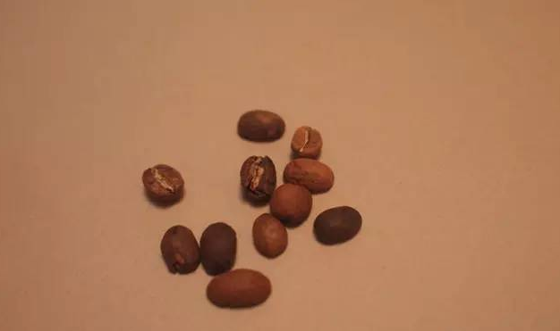 咖啡豆分級,指標(biāo),咖啡豆